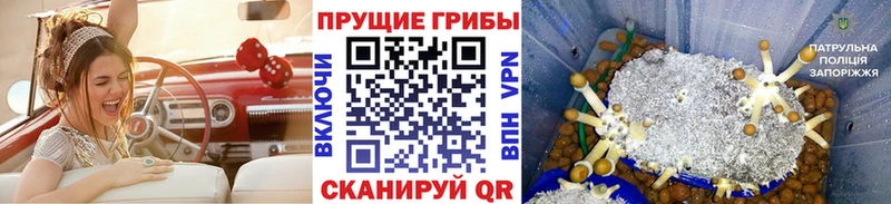 магазин наркотиков Ардон mega как зайти Псилоцибиновые грибы ЛСД